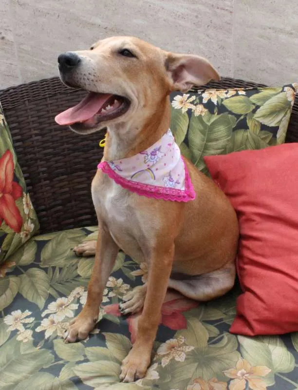 Cachorro raça Mix de Akita idade 2 a 6 meses nome Vênus (Filhote)