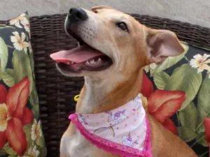 Cachorro raça Mix de Akita idade 2 a 6 meses nome Vênus (Filhote)