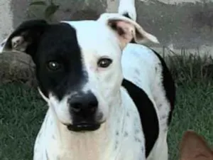 Cachorro raça SRD  idade 3 anos nome Lady Treme Treme 