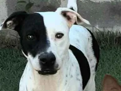 Cachorro raça SRD  idade 3 anos nome Lady Treme Treme 