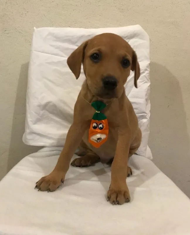 Cachorro ra a SRD idade 2 a 6 meses nome Jonas