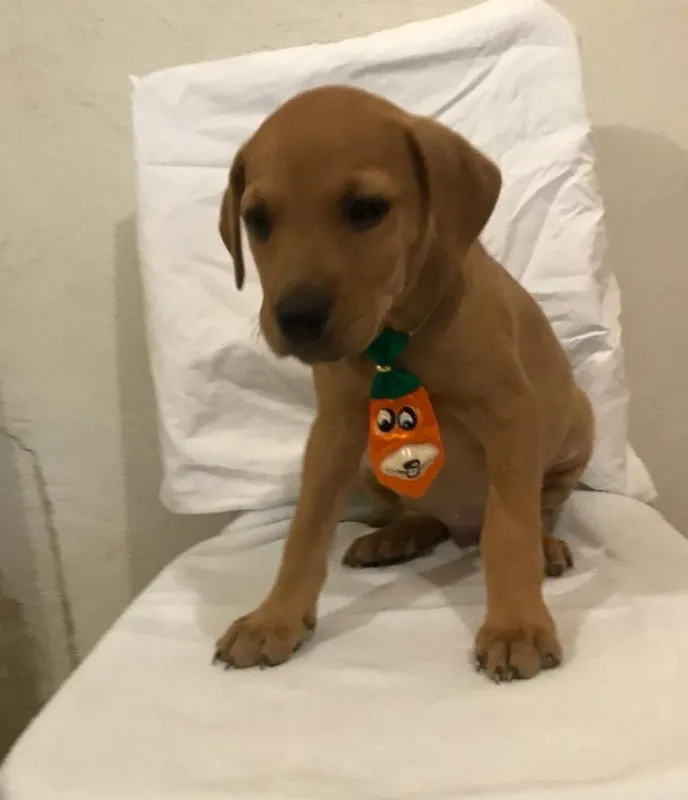 Cachorro ra a SRD idade 2 a 6 meses nome Jonas