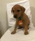 Jonas