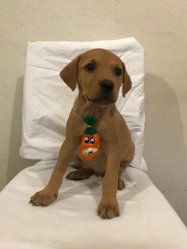 Cachorro ra a SRD idade 2 a 6 meses nome Jonas