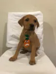 Jonas