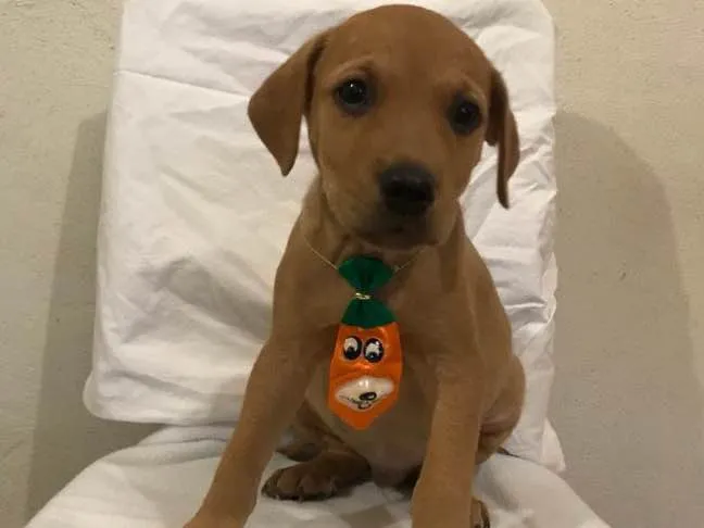 Cachorro ra a SRD idade 2 a 6 meses nome Jonas