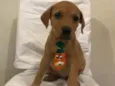 Jonas