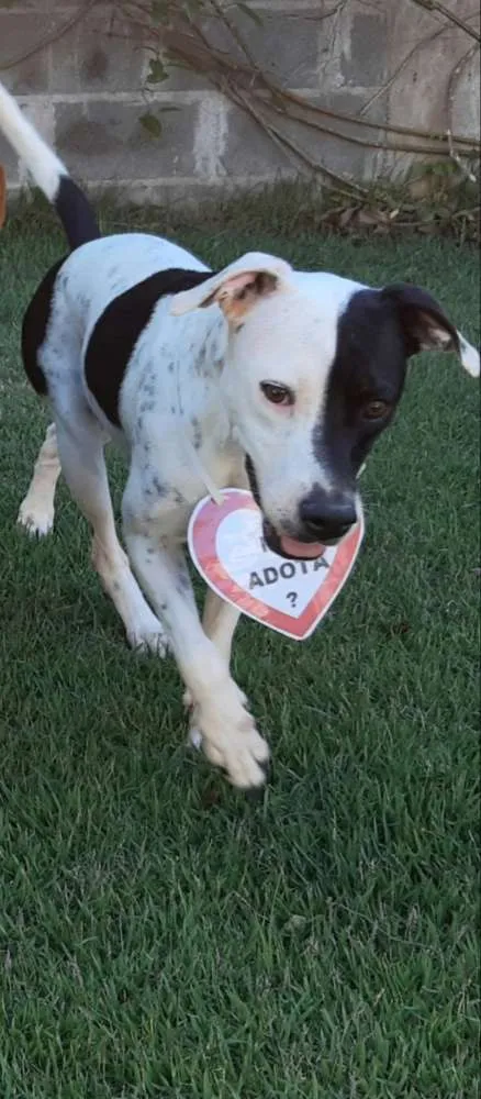 Cachorro raça SRD  idade 3 anos nome Lady Treme Treme 