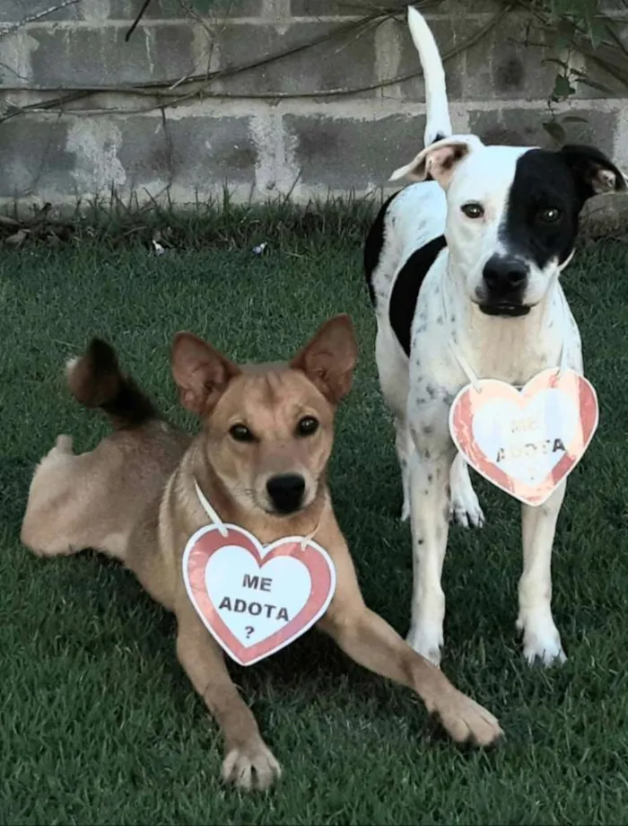 Cachorro raça SRD  idade 1 ano nome Lobinho