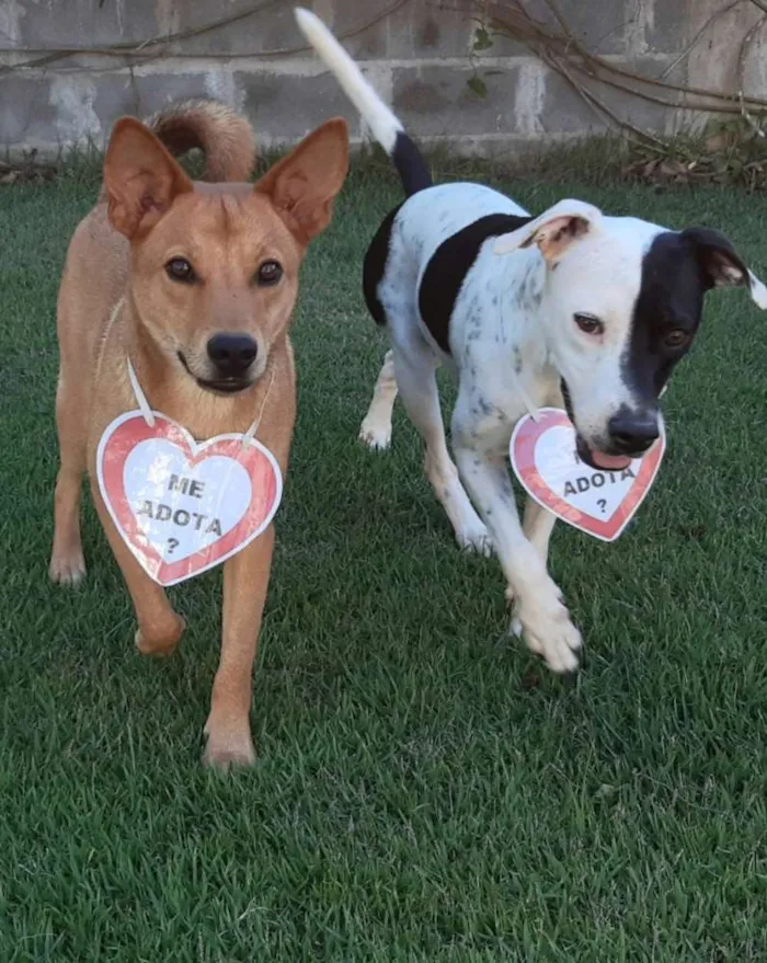 Cachorro raça SRD  idade 1 ano nome Lobinho