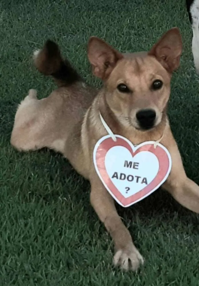 Cachorro raça SRD  idade 1 ano nome Lobinho