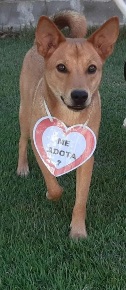 Cachorro raça SRD  idade 1 ano nome Lobinho