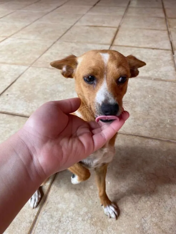 Cachorro raça Pinscher com mistura idade 7 a 11 meses nome Aika