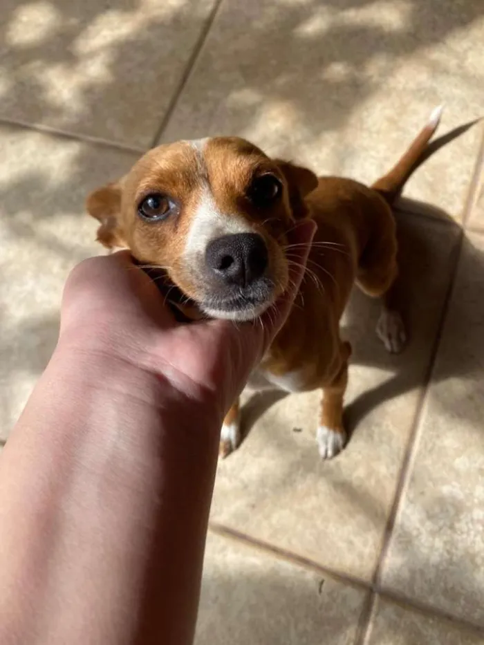 Cachorro raça Pinscher com mistura idade 7 a 11 meses nome Aika