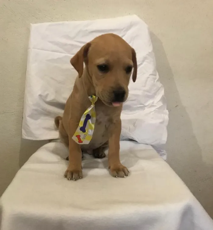 Cachorro ra a SRD idade 2 a 6 meses nome JOÃOZINHO