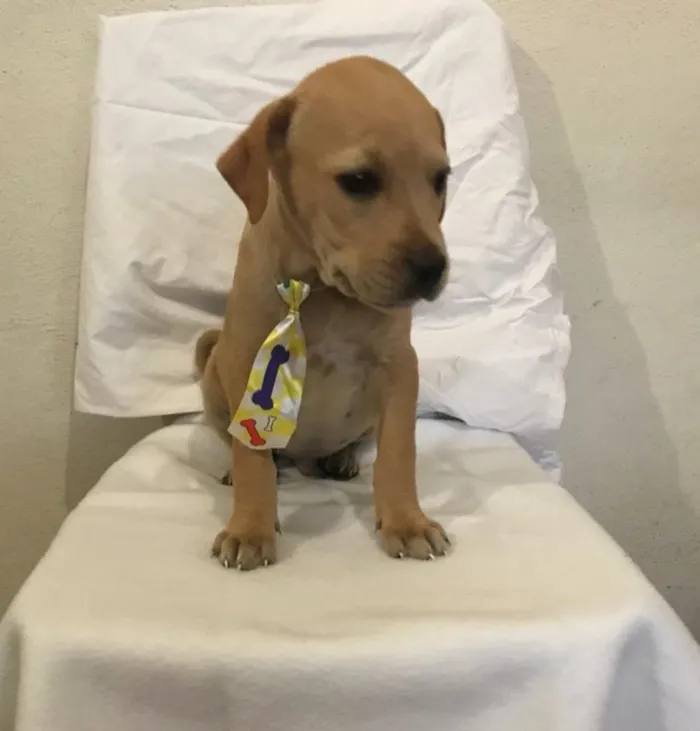 Cachorro ra a SRD idade 2 a 6 meses nome JOÃOZINHO