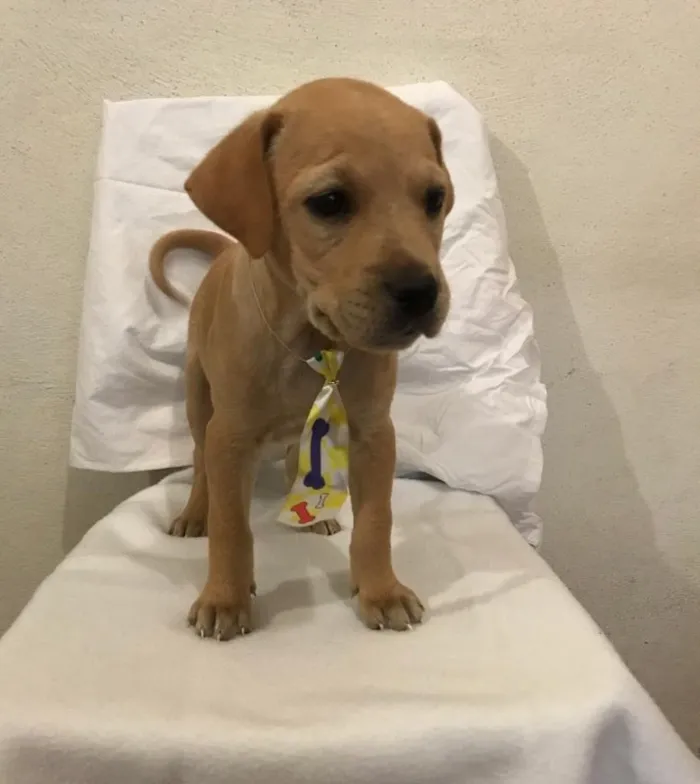 Cachorro ra a SRD idade 2 a 6 meses nome JOÃOZINHO