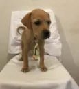 JOÃOZINHO