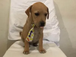 Cachorro raça SRD idade 2 a 6 meses nome JOÃOZINHO