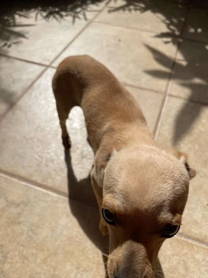Cachorro raça Pinscher  idade 1 ano nome Tchutchu