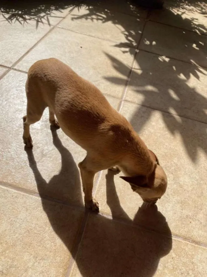 Cachorro raça Pinscher  idade 1 ano nome Tchutchu