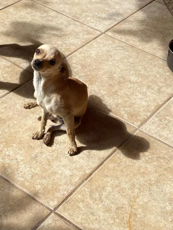 Cachorro raça Pinscher  idade 1 ano nome Tchutchu