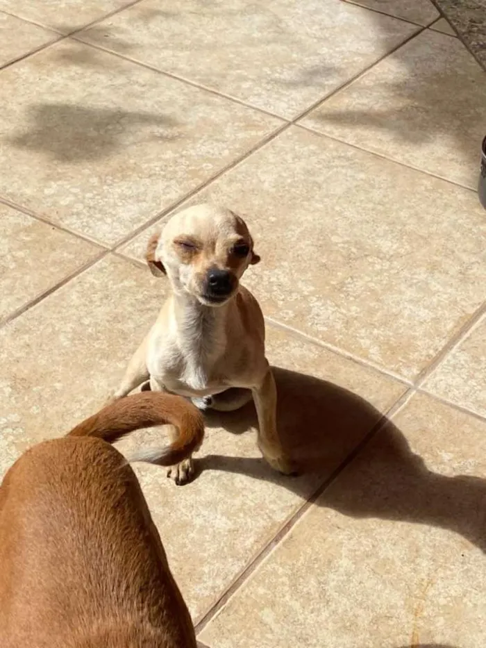 Cachorro raça Pinscher  idade 1 ano nome Tchutchu