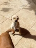 Tchutchu