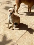 Tchutchu