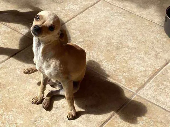 Cachorro raça Pinscher  idade 1 ano nome Tchutchu