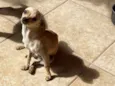 Tchutchu
