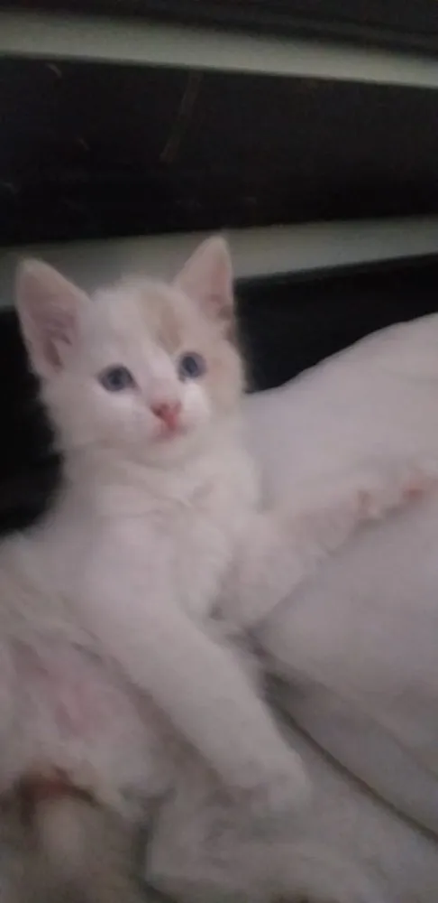 Gato ra a Sem raça  idade Abaixo de 2 meses nome Marie