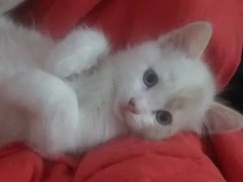 Gato ra a Sem raça  idade Abaixo de 2 meses nome Marie