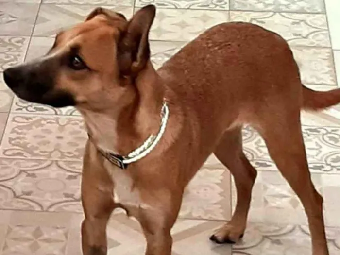 Cachorro ra a SRD idade 1 ano nome Suri