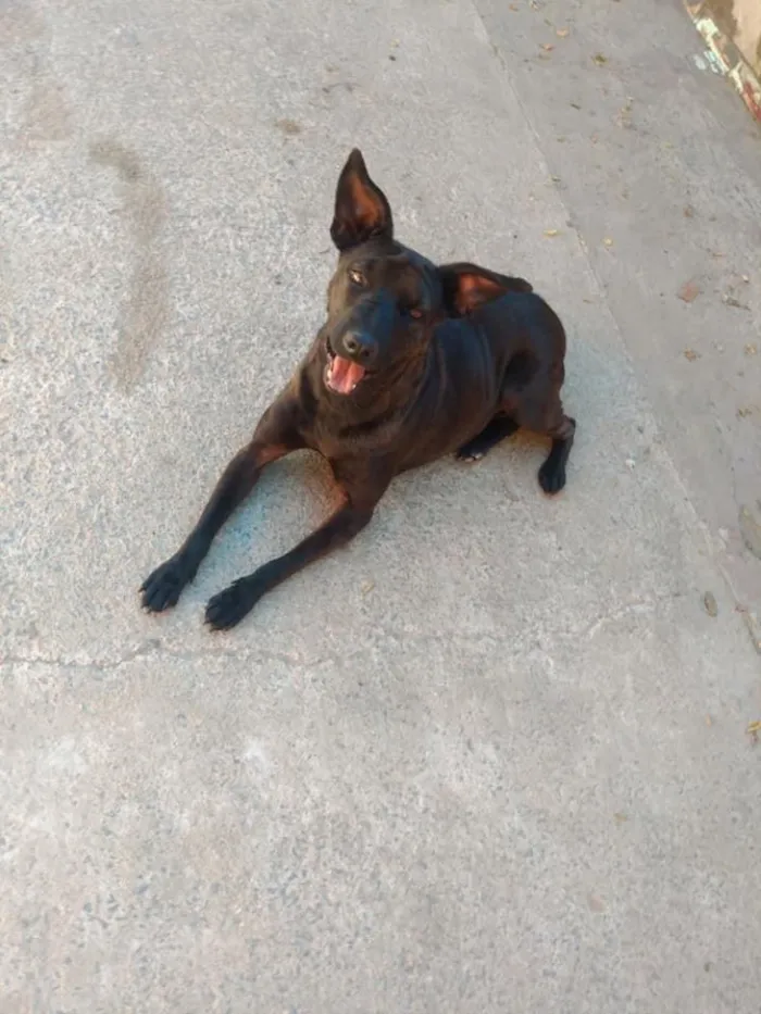 Cachorro ra a Mestiça de shar-pei  idade 3 anos nome Pretinha