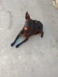 Pretinha