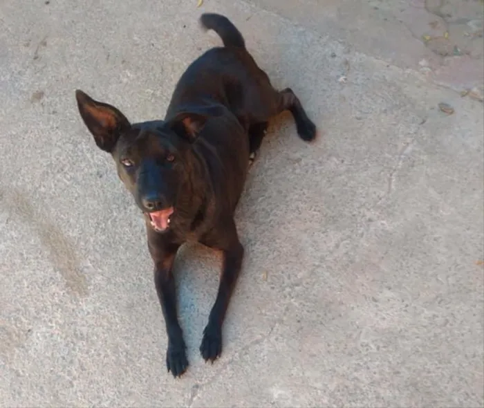 Cachorro ra a Mestiça de shar-pei  idade 3 anos nome Pretinha