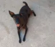 Pretinha