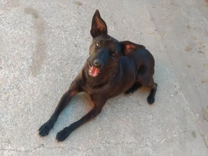 Cachorro ra a Mestiça de shar-pei  idade 3 anos nome Pretinha