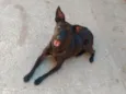 Pretinha