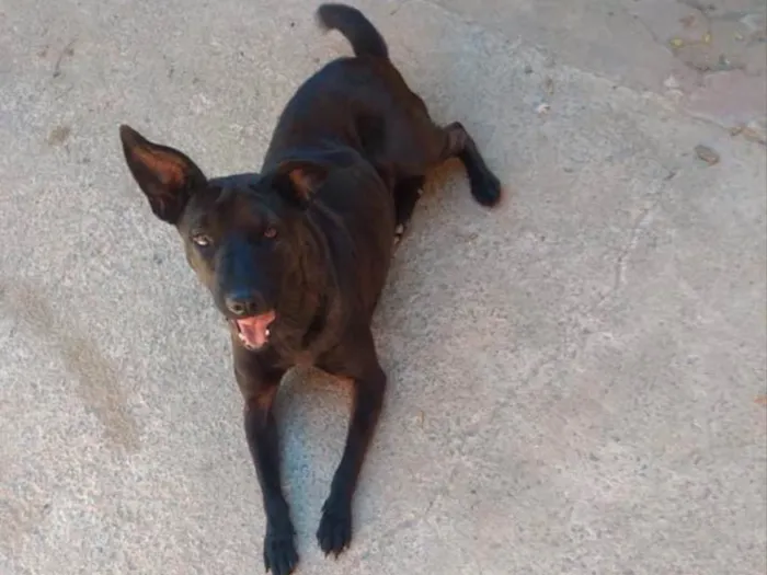 Cachorro ra a Mestiça de shar-pei  idade 3 anos nome Pretinha