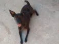 Pretinha