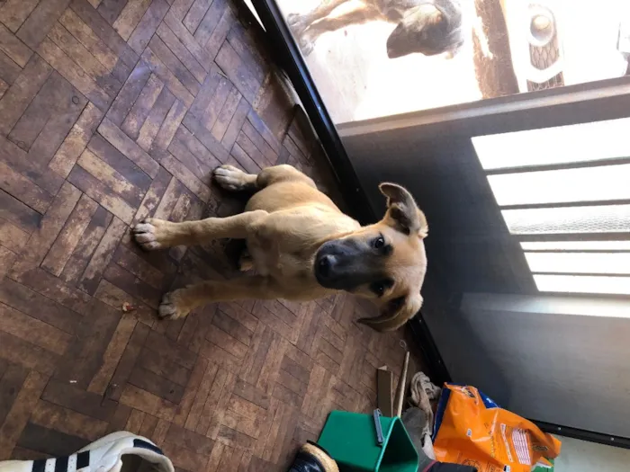 Cachorro ra a Desconhecida idade 2 a 6 meses nome Nao tem 