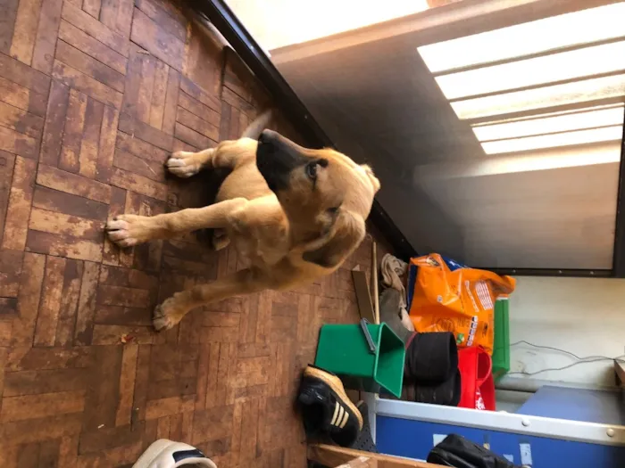 Cachorro ra a Desconhecida idade 2 a 6 meses nome Nao tem 
