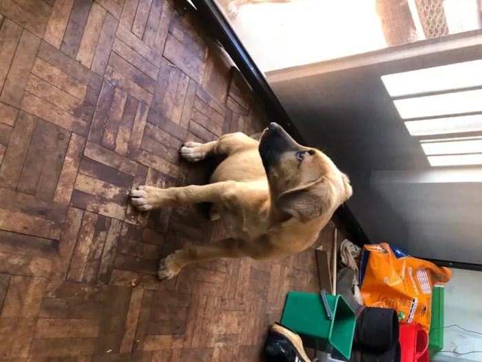 Cachorro ra a Desconhecida idade 2 a 6 meses nome Nao tem 
