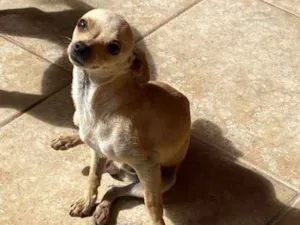 Cachorro raça Pinscher  idade 1 ano nome Tchutchu