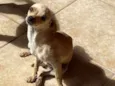 Tchutchu