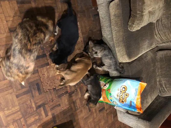 Cachorro ra a Desconhecida  idade 2 a 6 meses nome Sem nome 