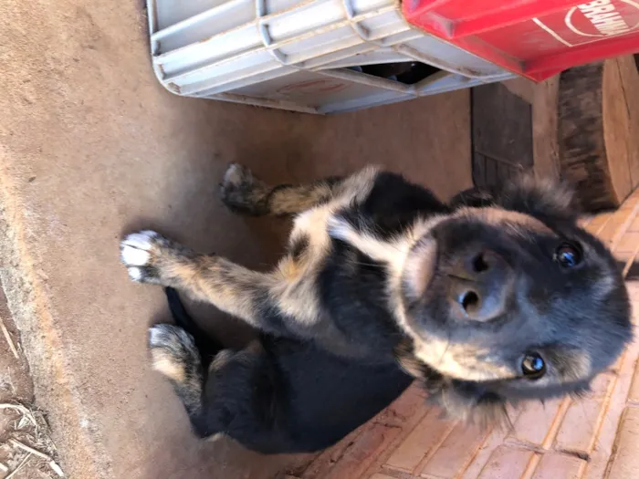 Cachorro ra a Desconhecida  idade 2 a 6 meses nome Sem nome 