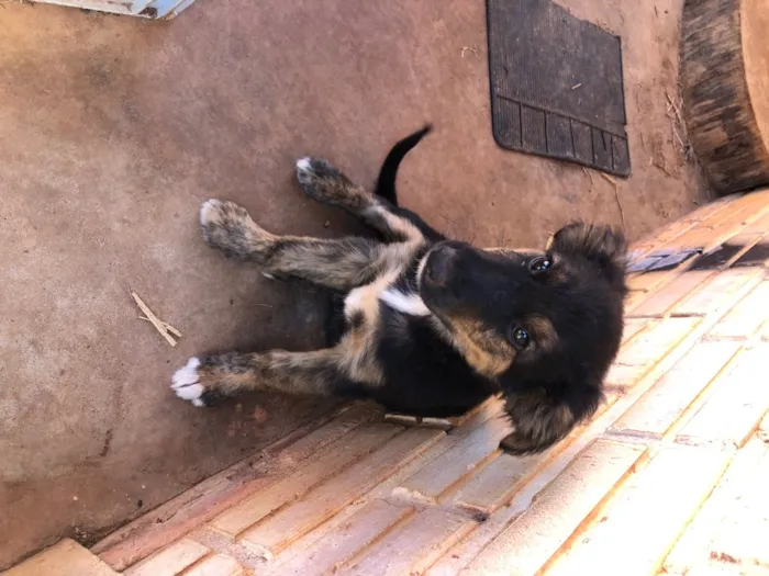 Cachorro ra a Desconhecida  idade 2 a 6 meses nome Sem nome 